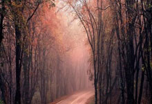 九游会：[乒乓球]世乒联冠军赛仁川站：王艺迪VS郑怡静 集锦.